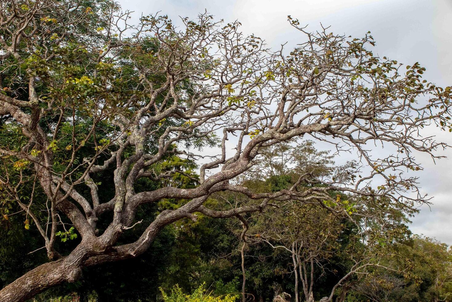 Typical tree of the Brazilian cerrado biome in an idyllic setting forest photo