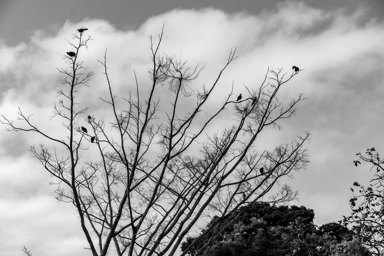 Black and white tree silhouette in dramatic setting big photo