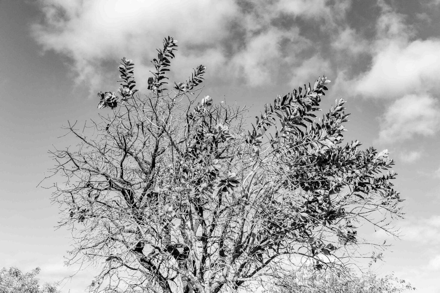 Black and white tree silhouette in dramatic setting tree photo