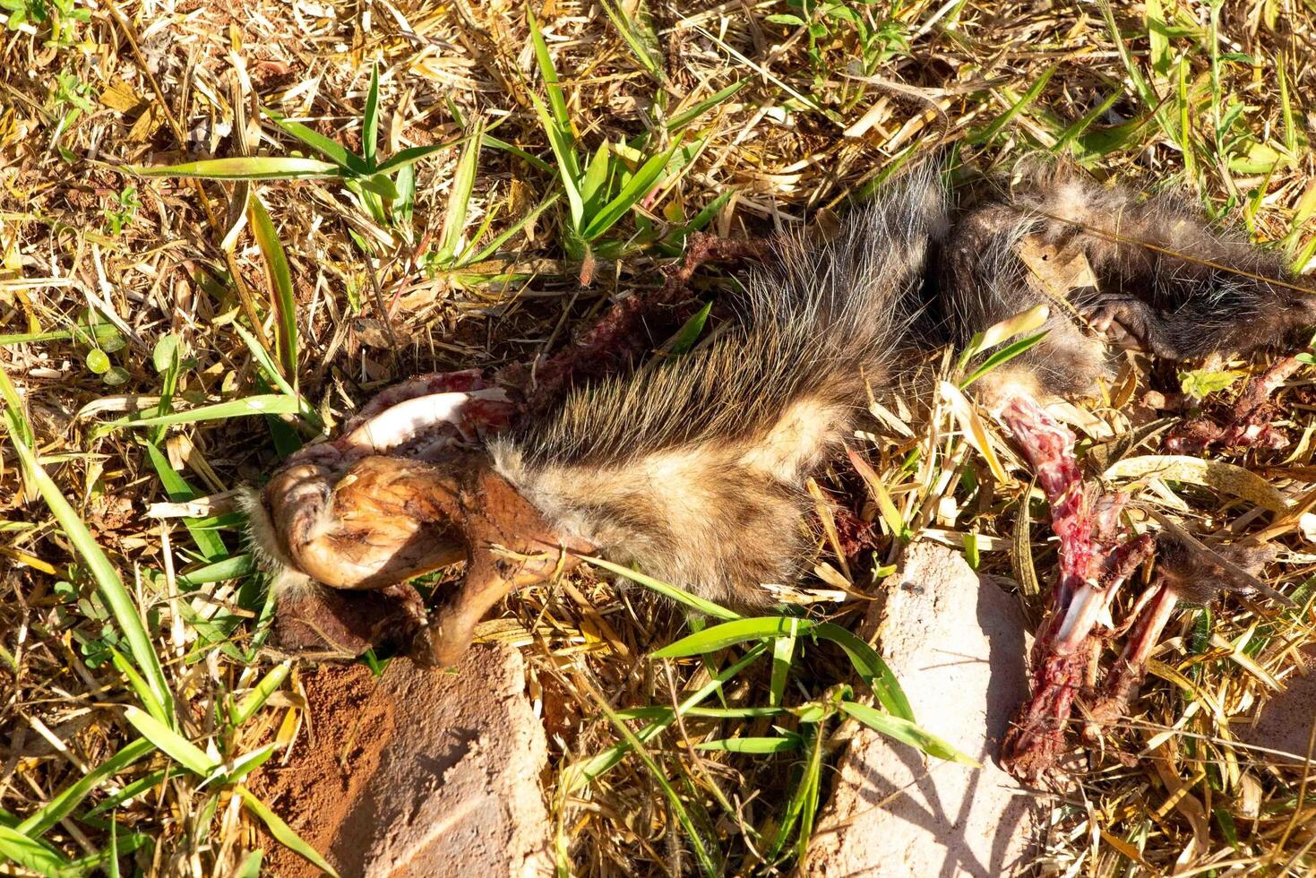 possum, a type of marcupial known as opossum killed in remains, carrion 2 photo