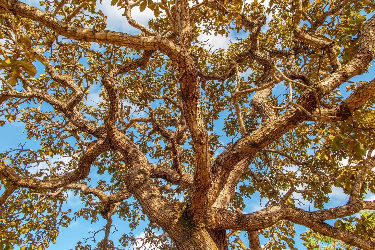 Tree pequi Caryocar brasiliense Typical Brazilian tree with blue sky in the background. 11 photo