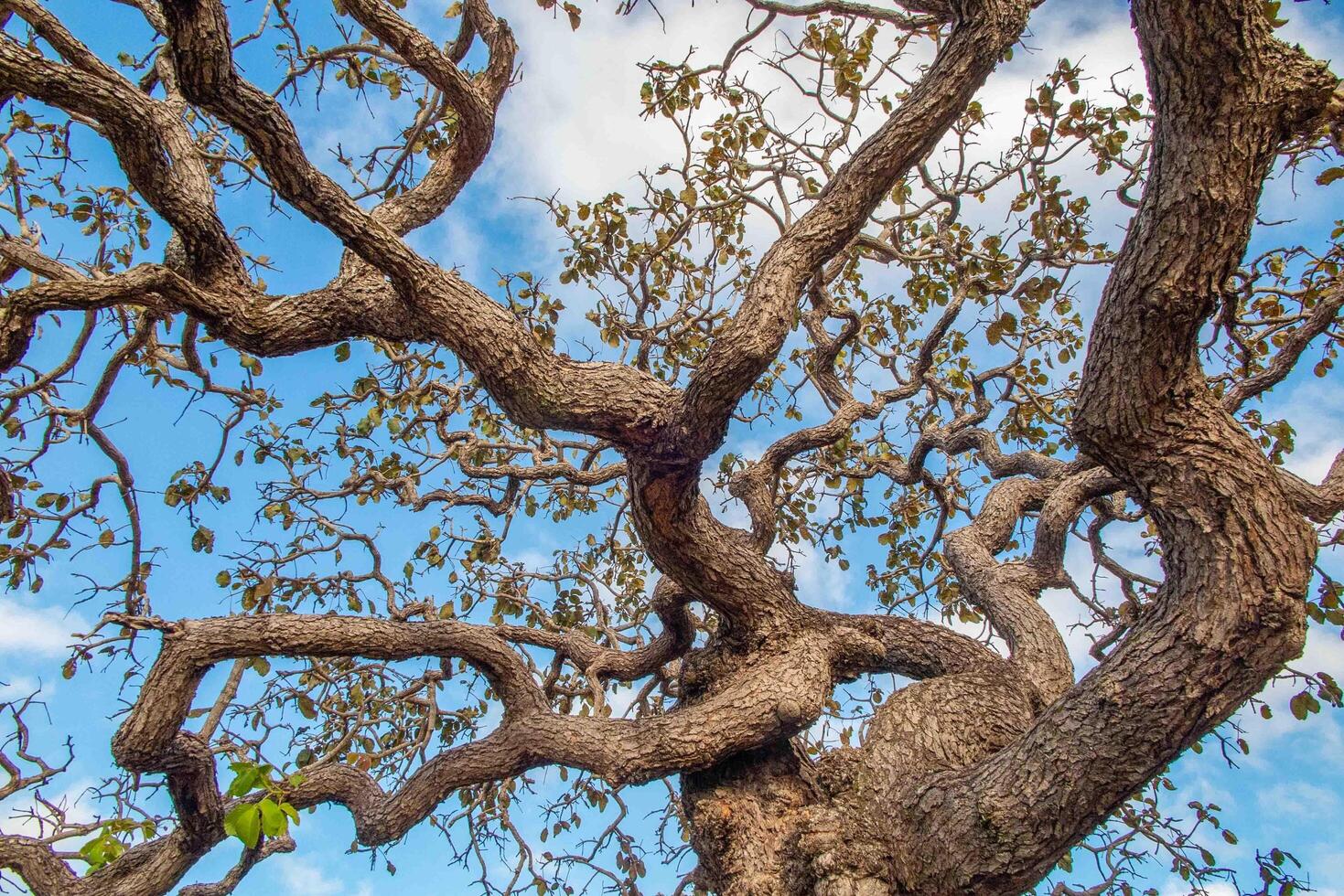 Tree pequi Caryocar brasiliense Typical Brazilian tree with blue sky in the background. 2 photo