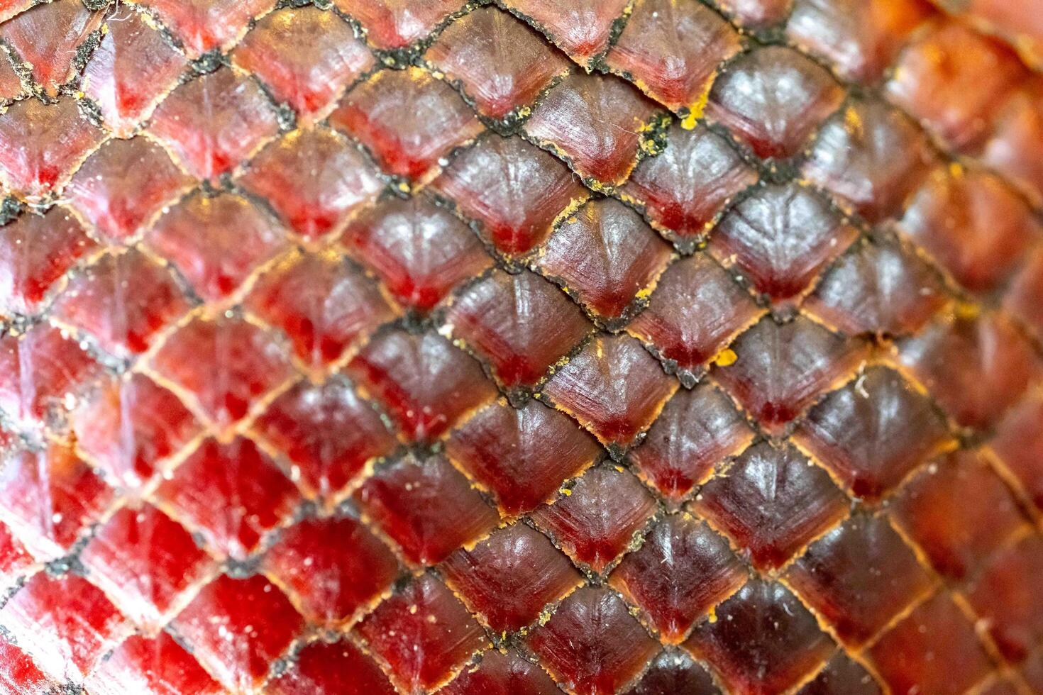 Texture of the skin of ripe buriti fruit 4 photo