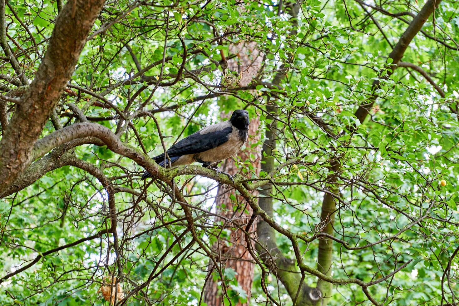 An urban hooded crow sitting on banch spring green tree photo