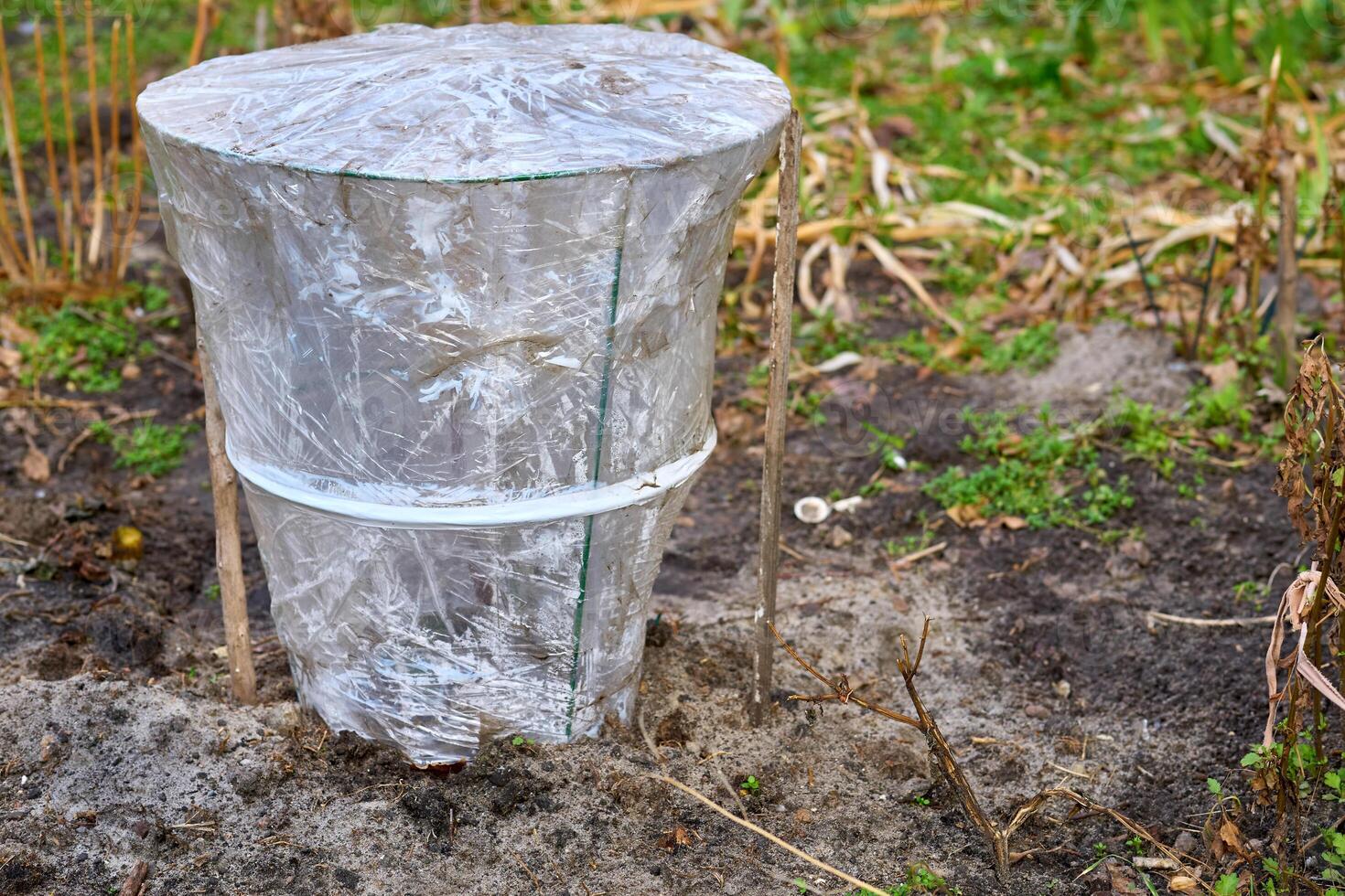 Garden plant covered with cellophane for greenhouse effect photo
