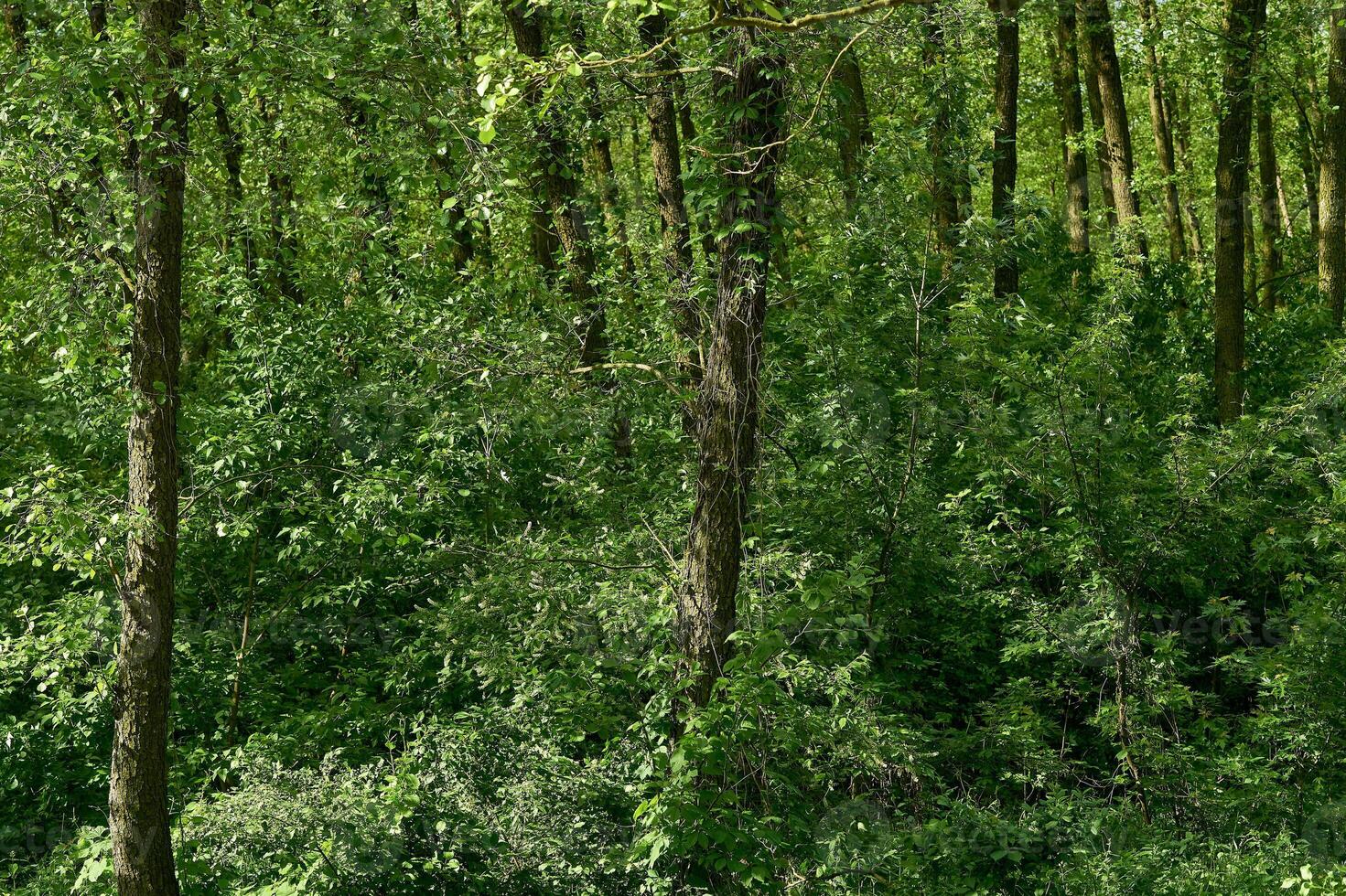 Summer relax mood.Green fresh forest thicket with deciduous trees photo