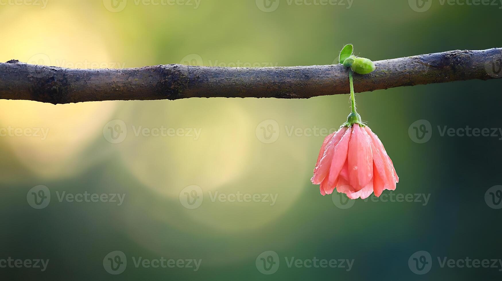 A pink flower hanging from a branch photo
