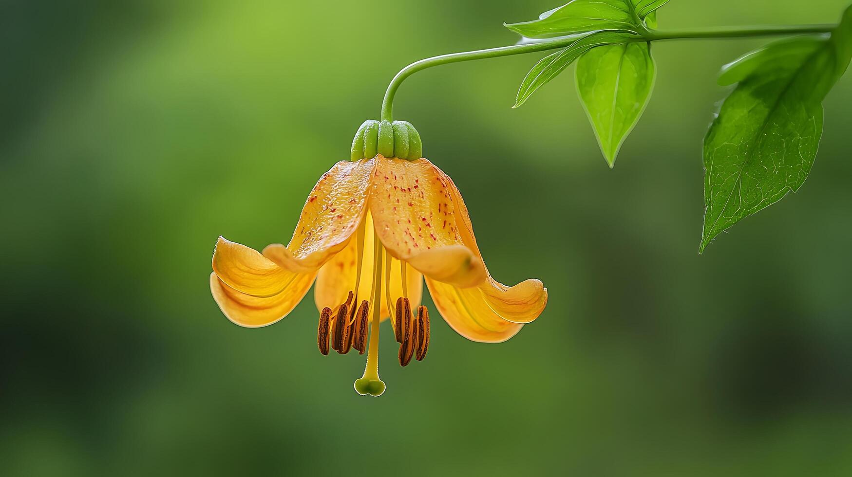A single orange flower is hanging from a tree photo