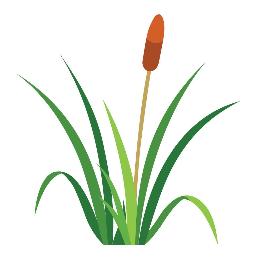 Natural Reed and Grass on White Background vector