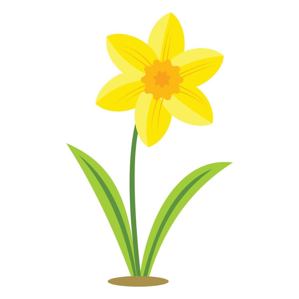 Small Yellow Daffodil Isolated on White Background vector