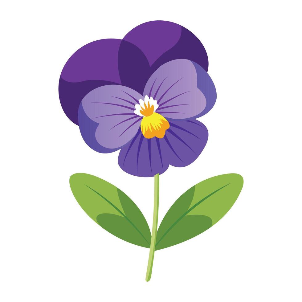 Purple Viola Flower Displayed on White vector