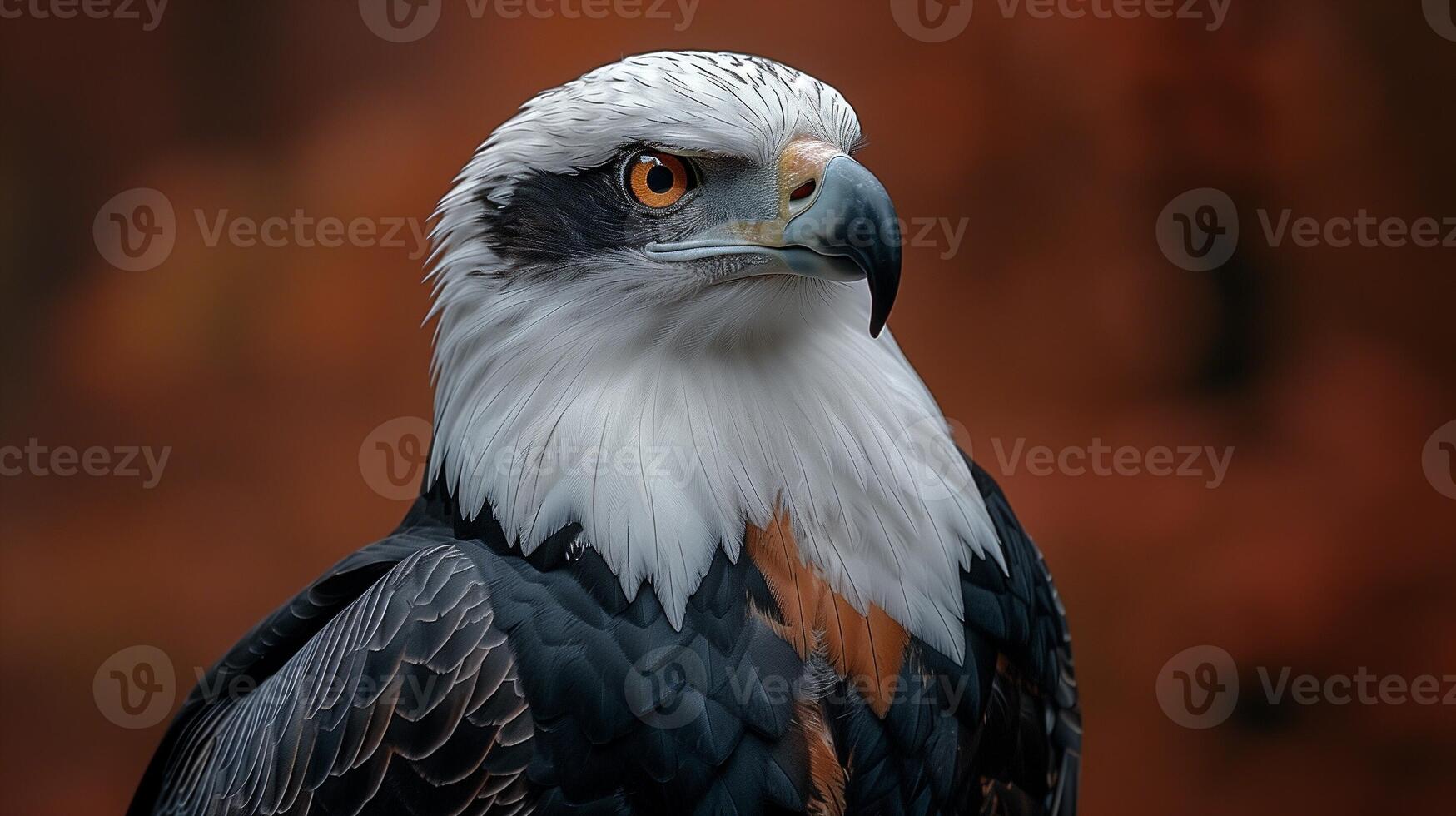 A closeup of an eagle with sharp eyes and detailed feathers against a warm brown background photo