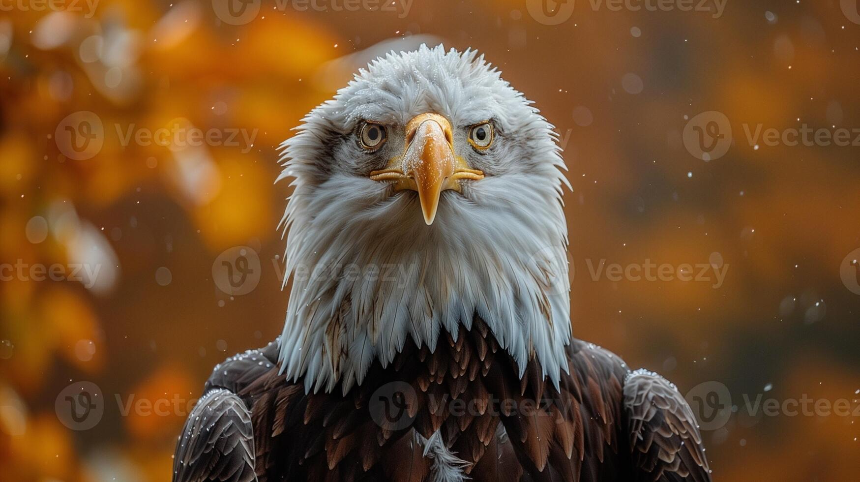 Bald eagle with a sharp gaze and detailed feathers set against a warm background photo