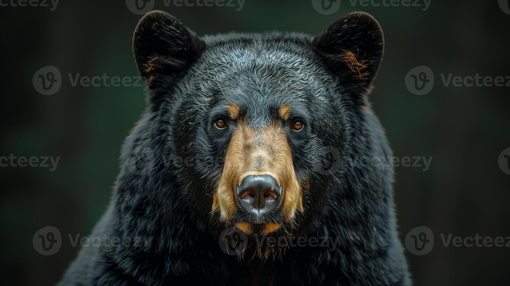 A closeup of a black bear with a light brown snout and piercing eyes against a dark background photo