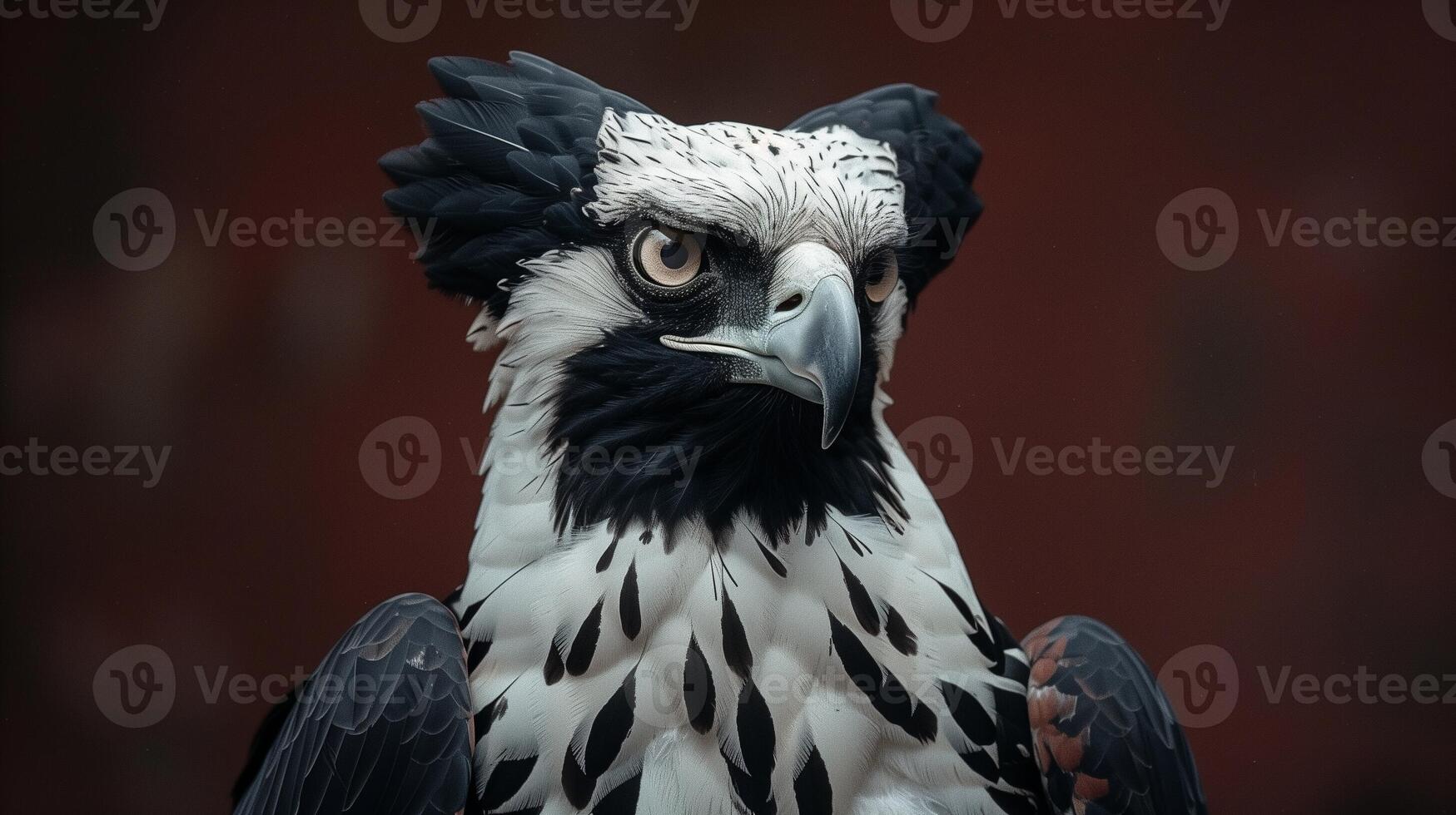 Majestic eagle with sharp eyes and detailed feathers against a warm brown background photo