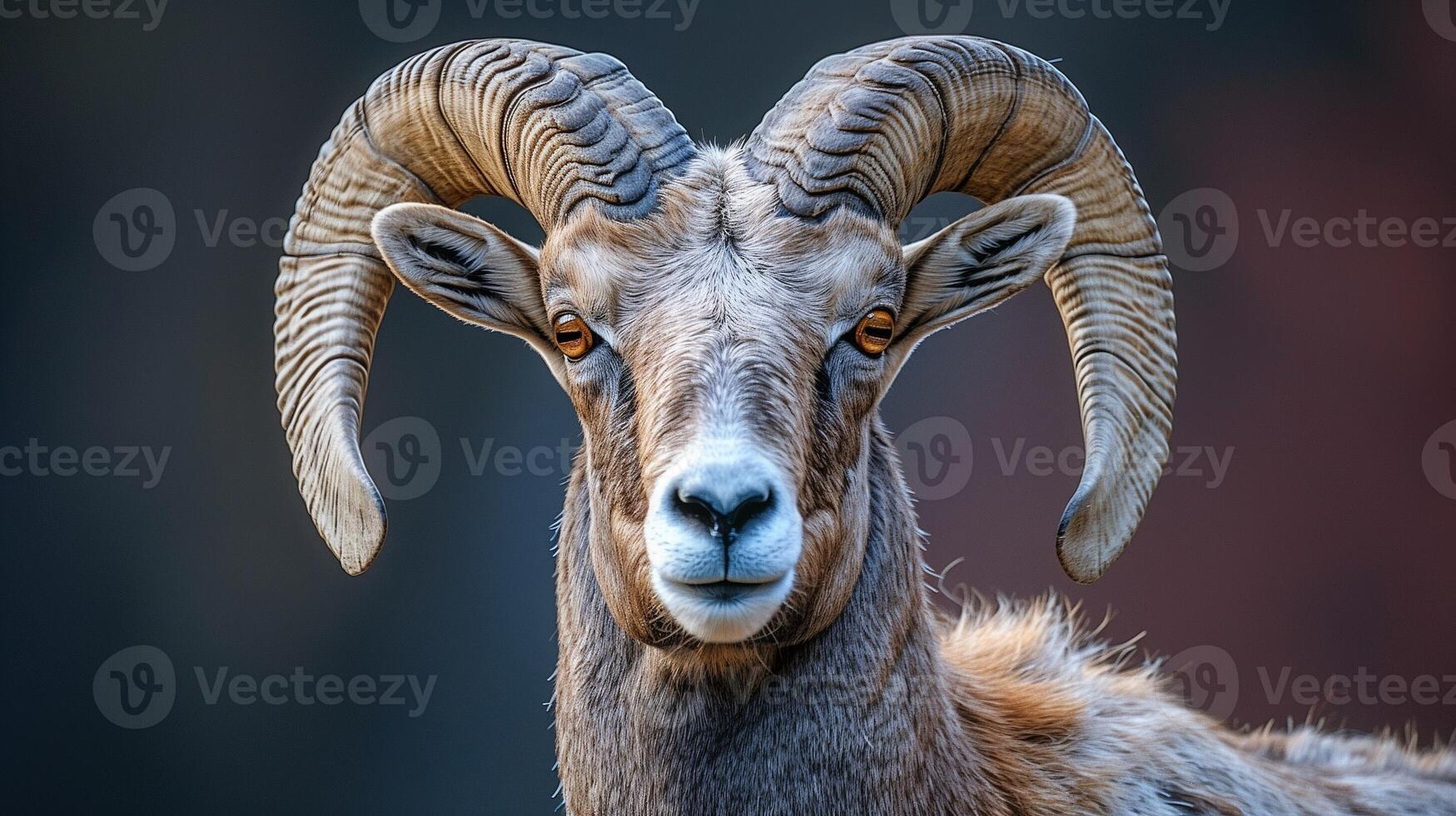A majestic ram with intricate curved horns and a striking face set against a dark background photo