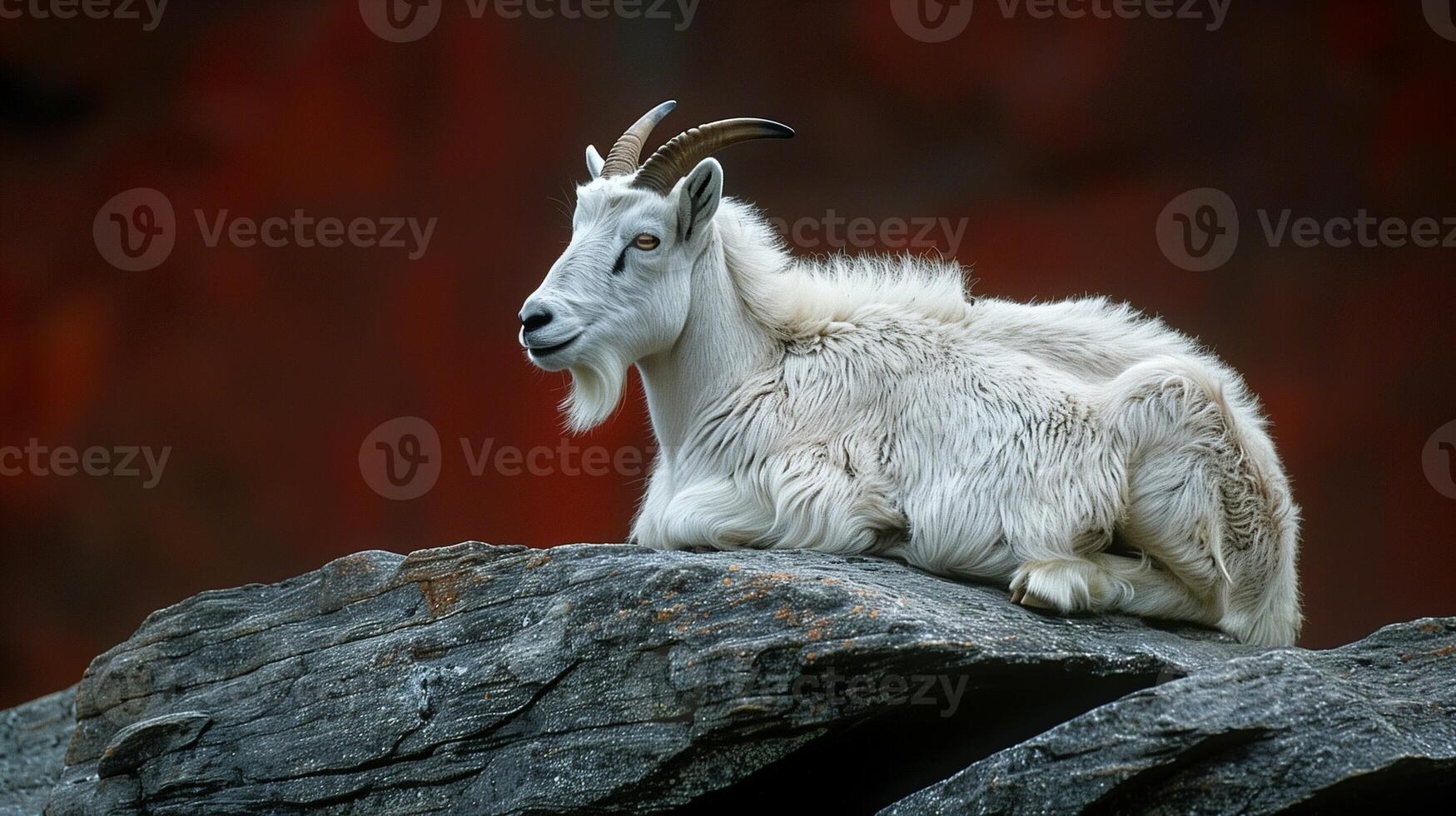 White mountain goat resting on rocky terrain with a stunning natural backdrop and soft lighting highlighting its features photo