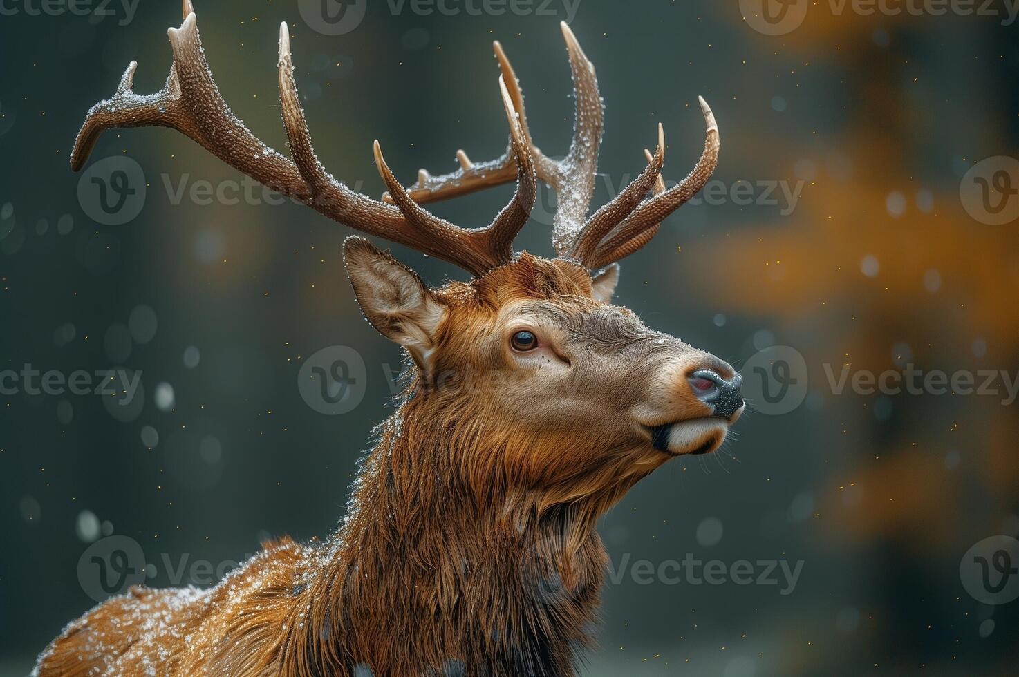 Majestic elk with intricate antlers standing in a snowy landscape with golden bokeh lights photo