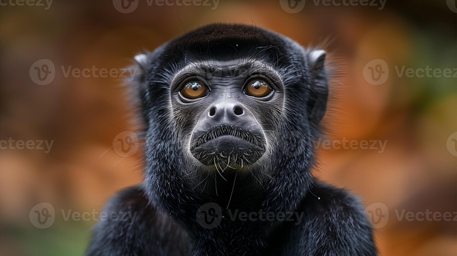 A close-up of a black monkey with striking eyes and detailed fur against a blurred background photo