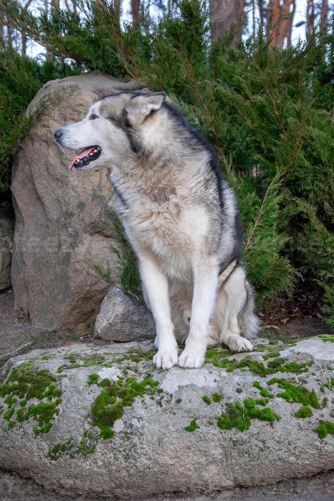 A large, fluffy dog sits calmly on a mossy stone, surrounded by lush greenery in a peaceful forest environment photo