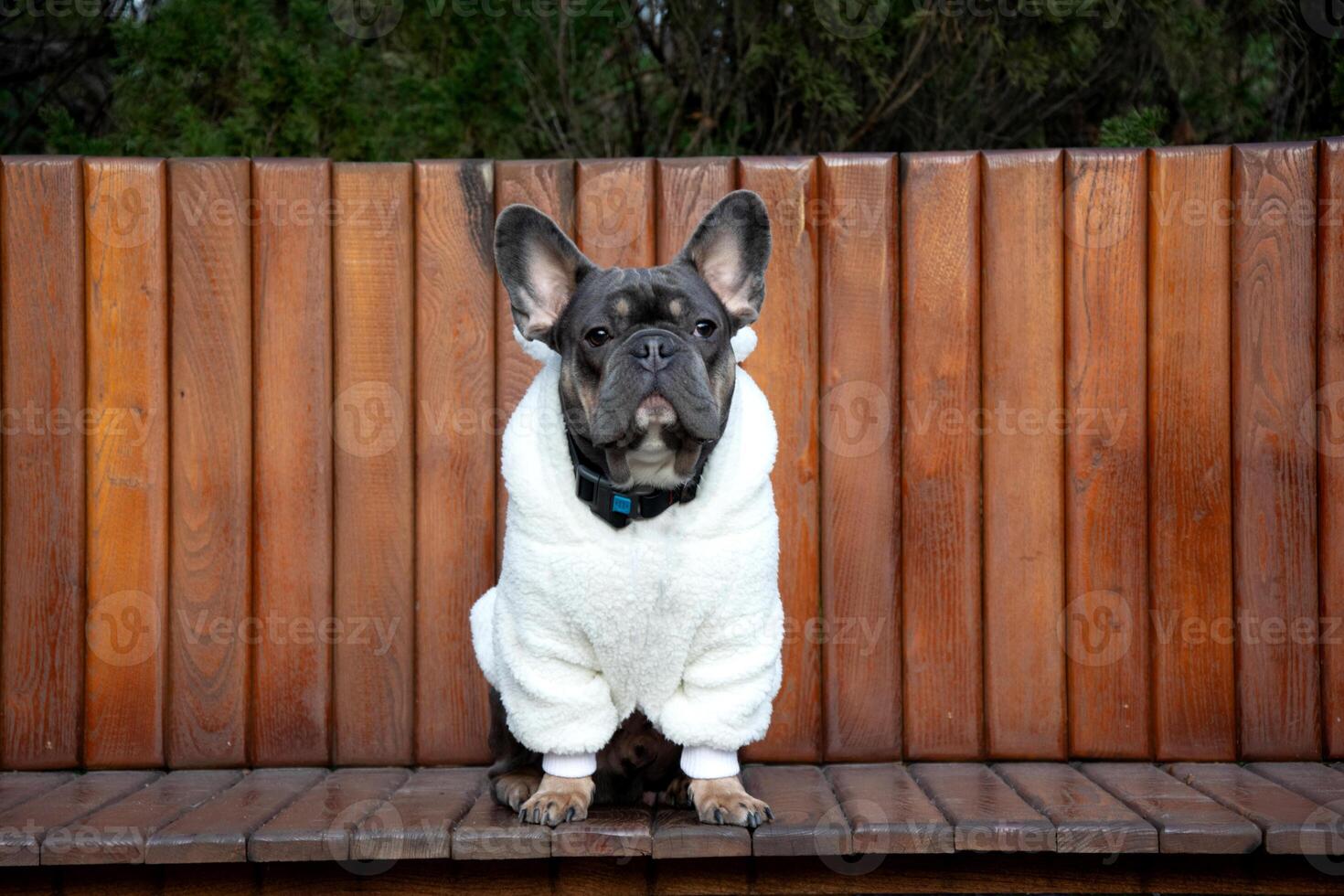 A cute French bulldog dressed in a warm white sweater sits upright on a wooden bench surrounded by greenery in the afternoon light photo