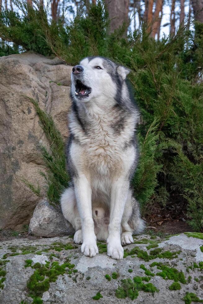 A Siberian husky sits on a moss-covered rock, howling in a serene forest environment with tall trees in the early morning light photo