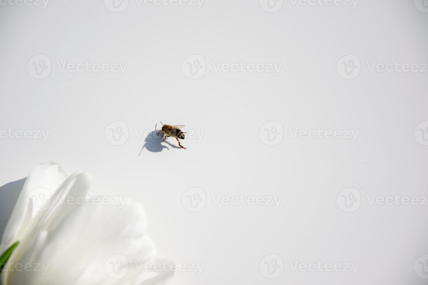 A bee lands on a delicate white flower resting on a smooth surface under soft sunlight, showcasing nature's beauty photo