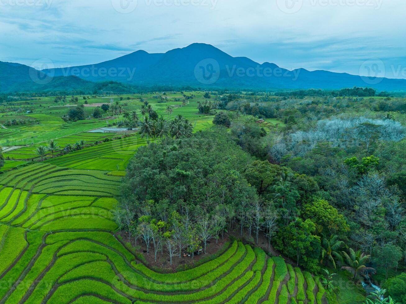 An aerial view of rice fields and mountains photo