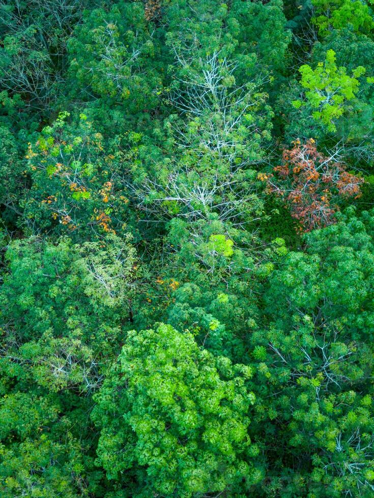 Aerial view of green trees in the rainforest photo