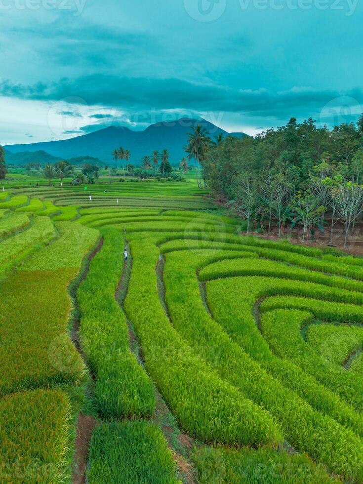 A view of rice fields in bali, indonesia photo