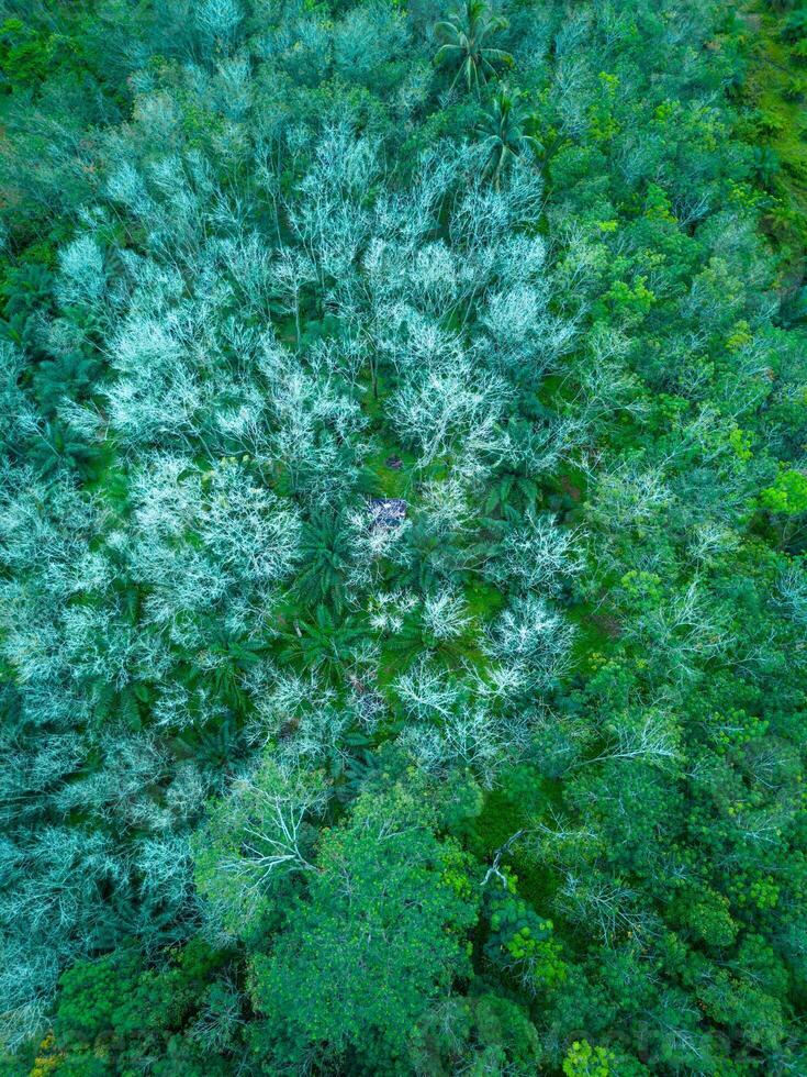 Aerial view of the forest in the amazon rainforest photo
