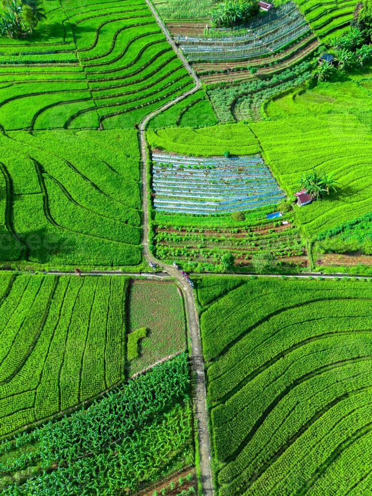 Aerial view of rice fields in bali, indonesia photo