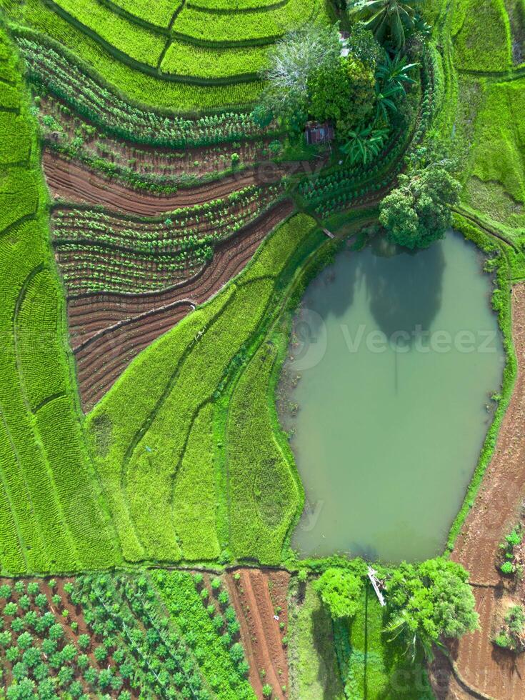 An aerial view of a rice field with a pond photo