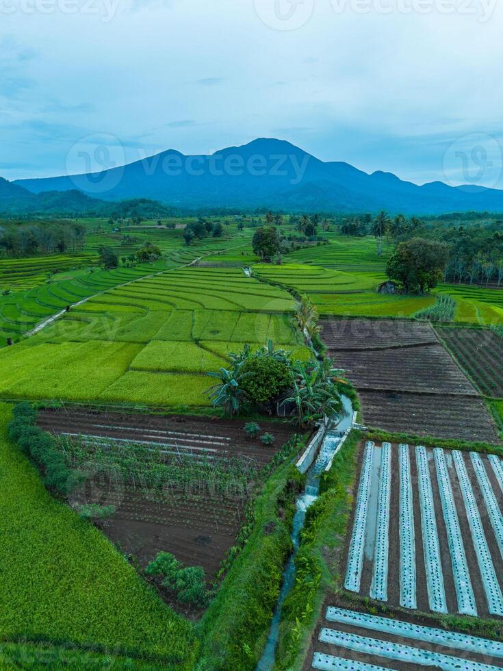 An aerial view of a rice field with mountains in the background photo