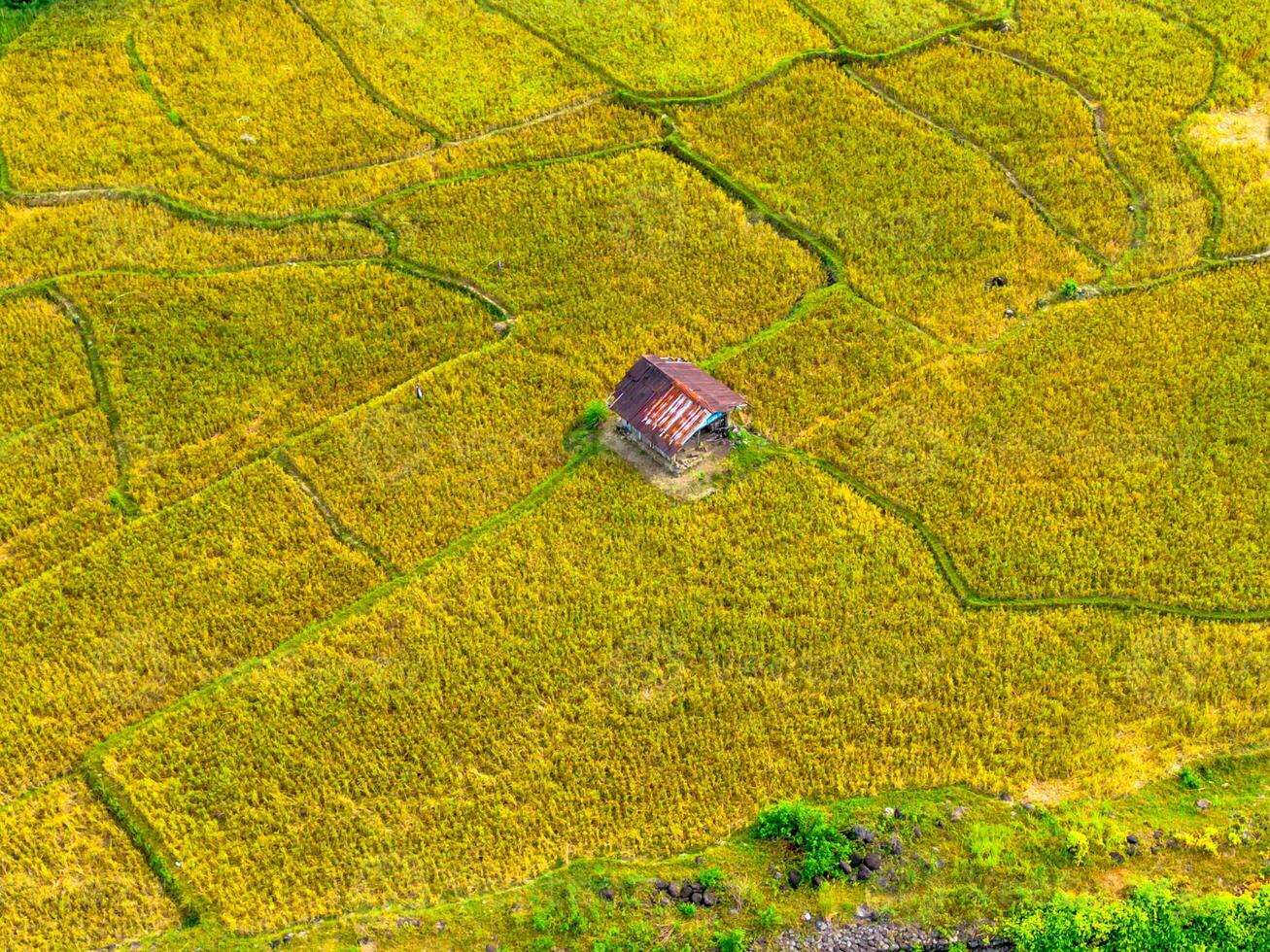 An aerial view of a small house in a rice field photo