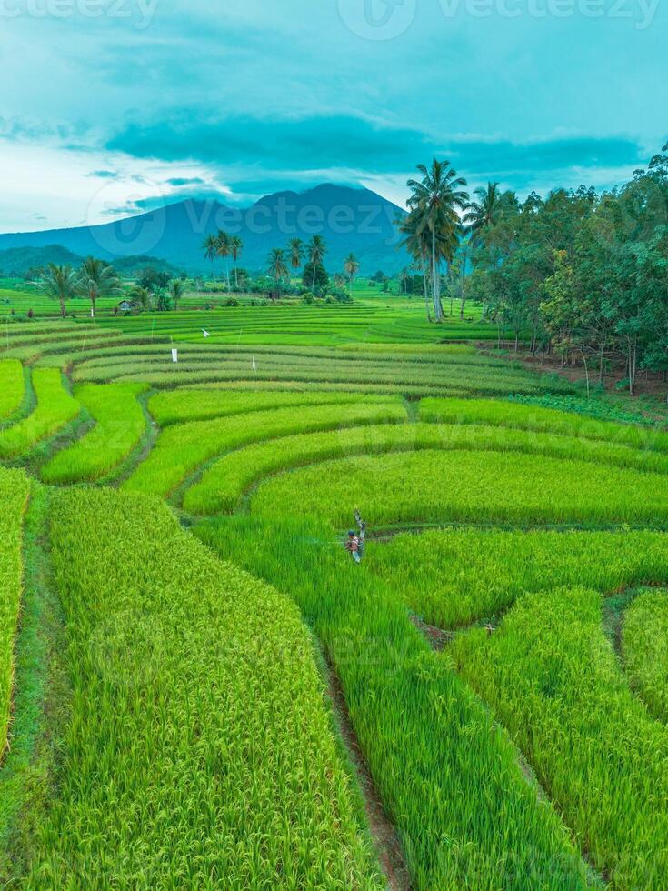 An aerial view of a rice field photo