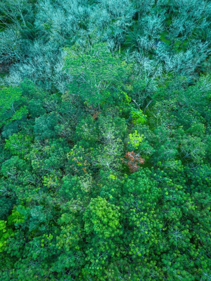 Aerial view of green forest in the rainforest photo