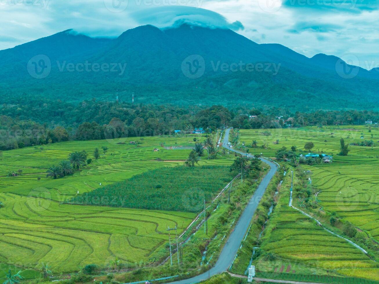 A view of a rice field and mountain range photo
