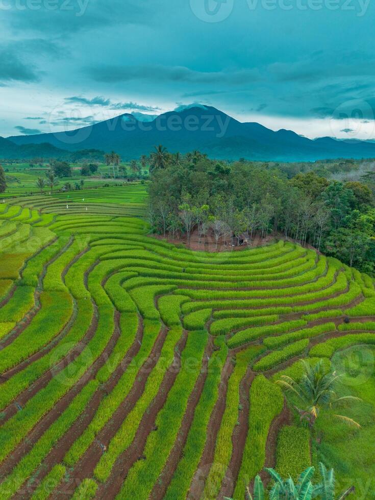 A view of rice terraces in bali, indonesia photo