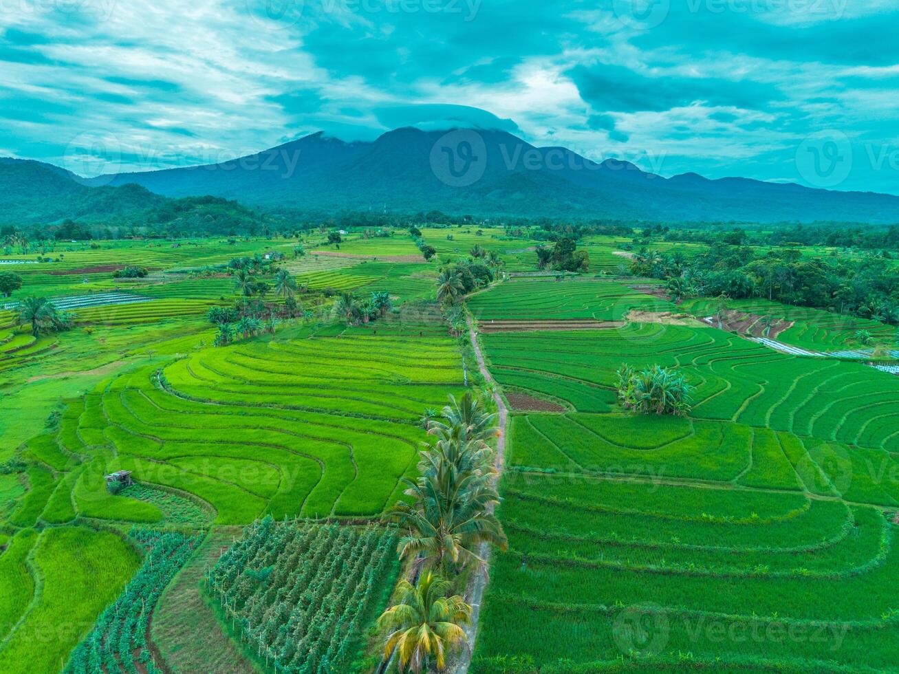 Aerial view of rice fields and mountains in thailand photo