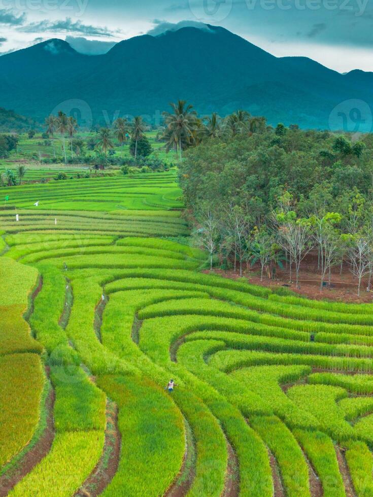 A rice field with many rows of green plants photo