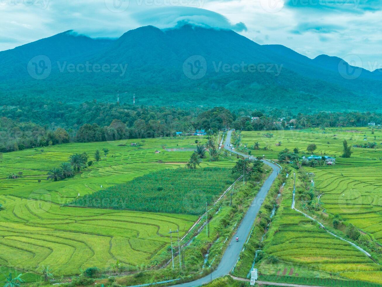 A view of a rice field with mountains in the background photo