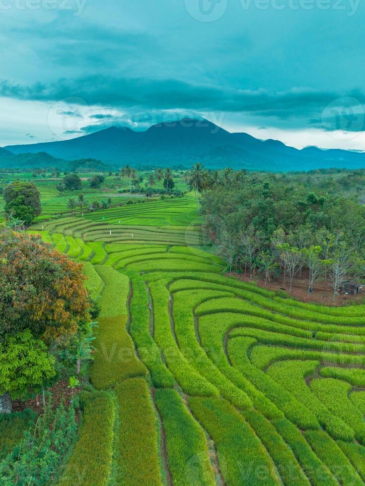 A view of a rice field with mountains in the background photo