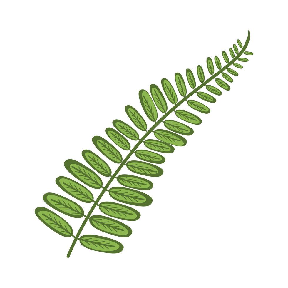 Green leaf similar to fern or biophytum on a white background. Decorative element for arranging bouquets in floristry. Isolated illustration. vector