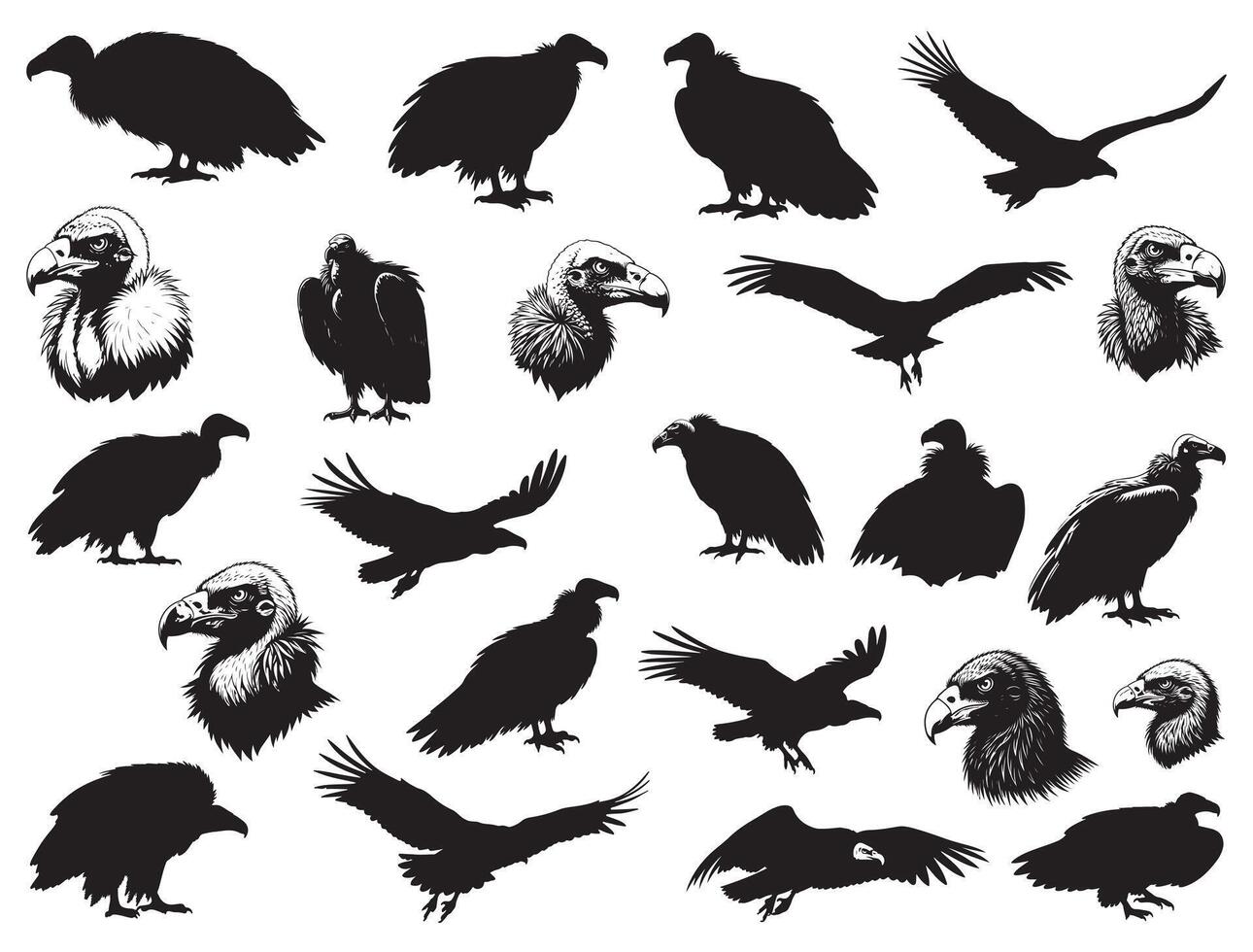 VULTURE SILHOUETTE WHITE BACKGROUND vector