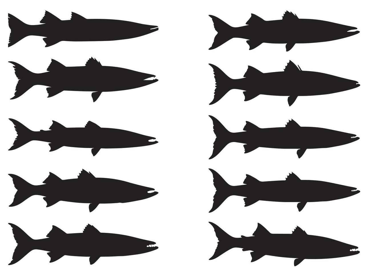 BARRACUDA FISH SILHOUETTE WHITE BACKGROUND vector