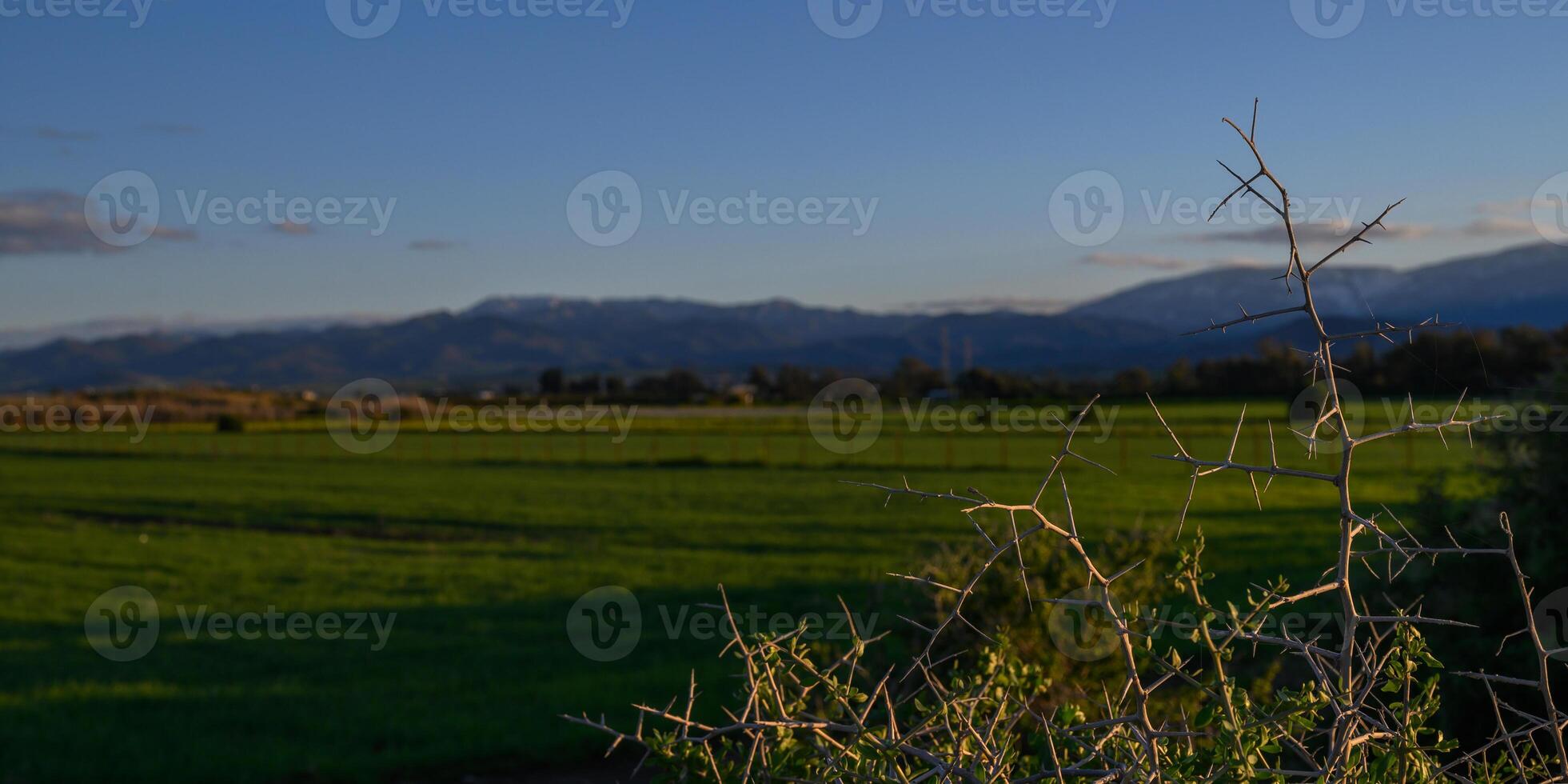 Bright green fields stretch under a clear blue sky with distant mountains in late afternoon light photo