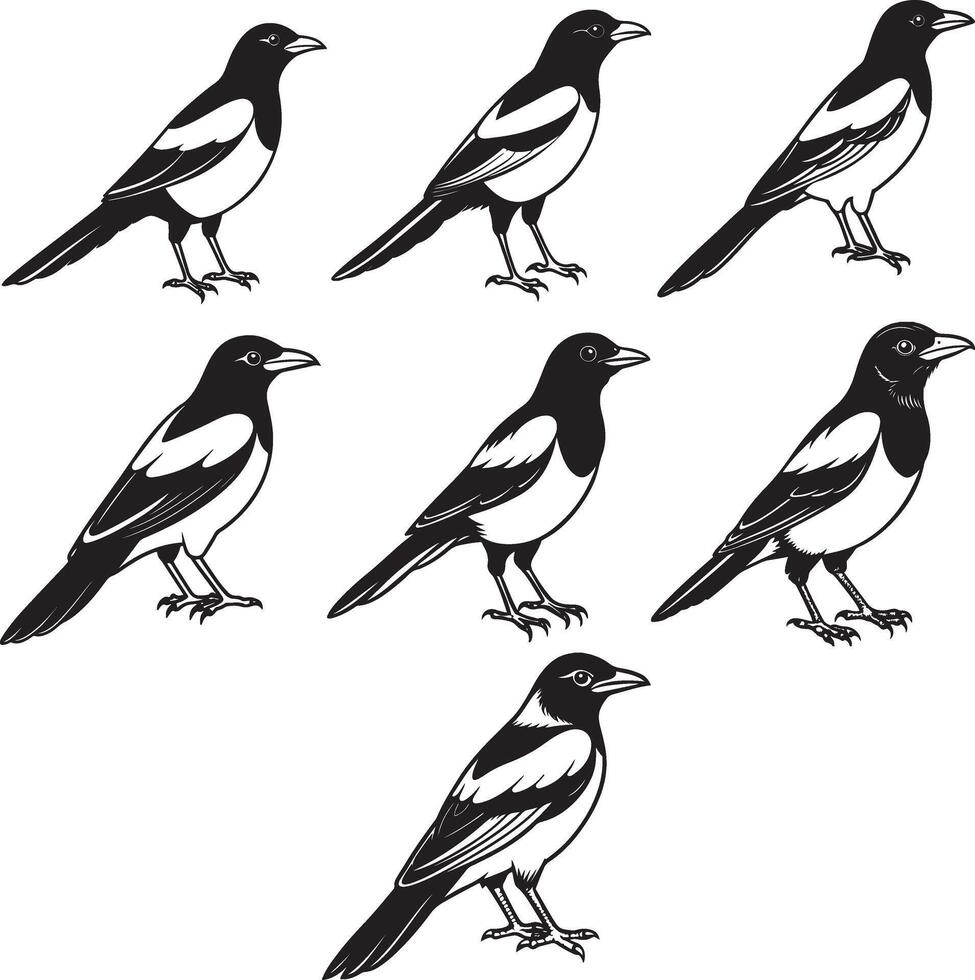 Magpie Line art illustration design vector