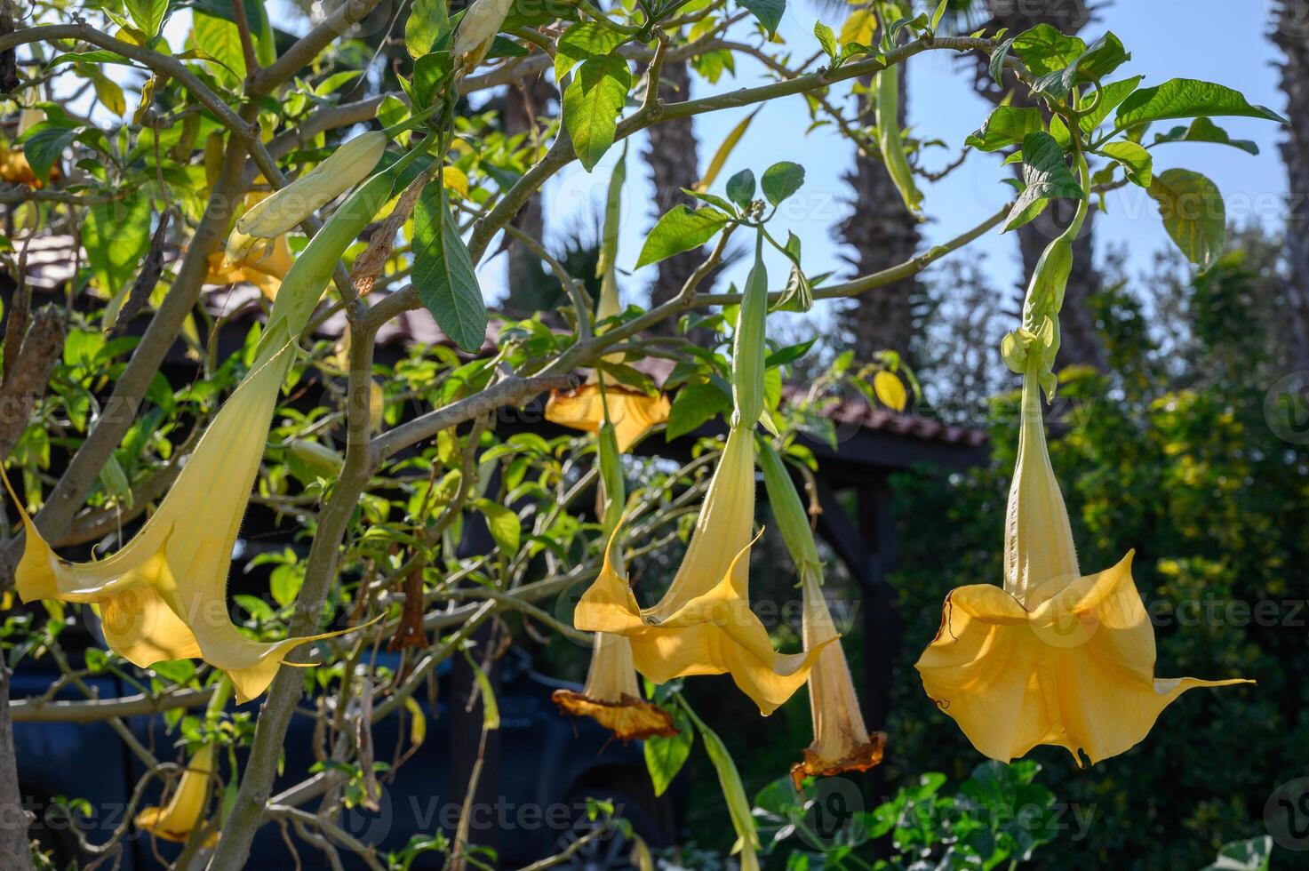 Vibrant yellow trumpet flowers bloom under the warm sun amidst lush greenery photo