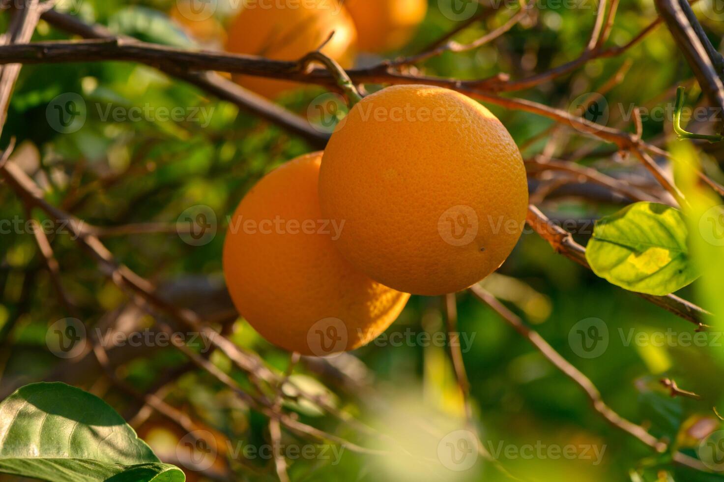 Fresh oranges hang from branches under the warm sun in an orchard during a summer afternoon photo